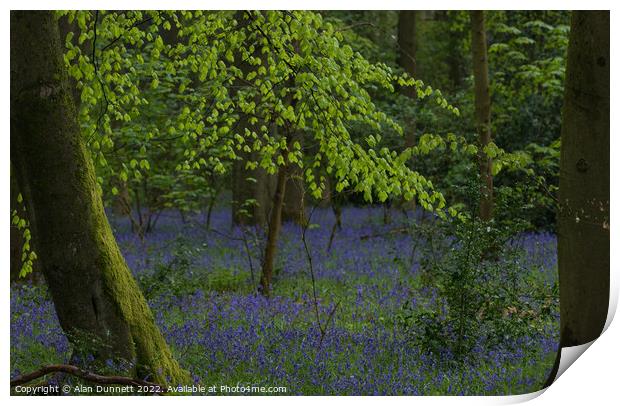 Spring in the woods Print by Alan Dunnett