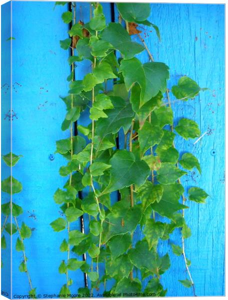 Green vines Canvas Print by Stephanie Moore