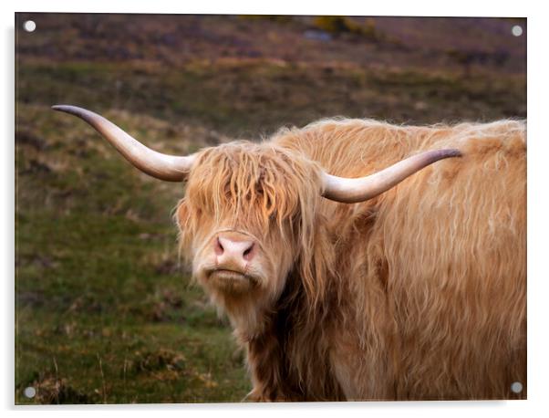 A Highland cow Acrylic by Leighton Collins