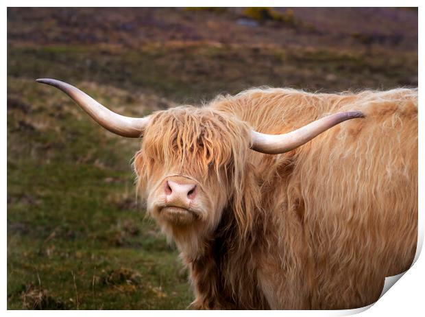 A Highland cow Print by Leighton Collins