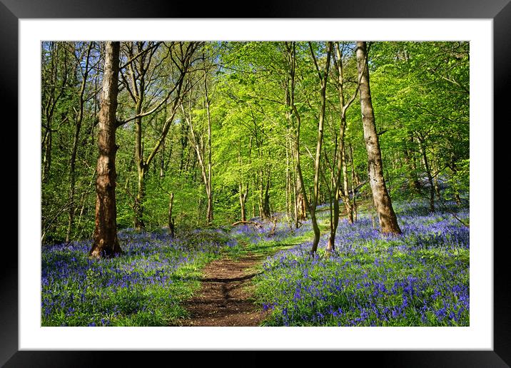 Woolley Wood Bluebells  Framed Mounted Print by Darren Galpin