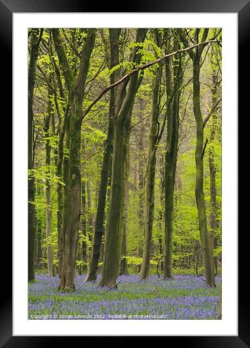 Woodland bluebells Framed Mounted Print by Simon Johnson