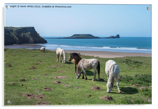 Welsh mountain ponies  grazing above Rhossili beach Acrylic by Kevin White