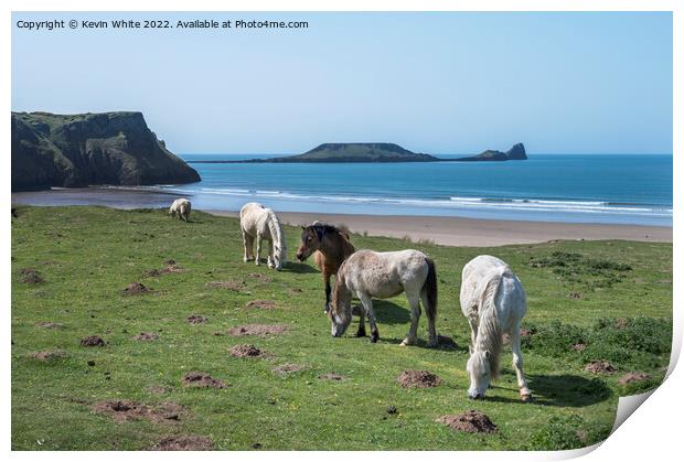Welsh mountain ponies  grazing above Rhossili beach Print by Kevin White