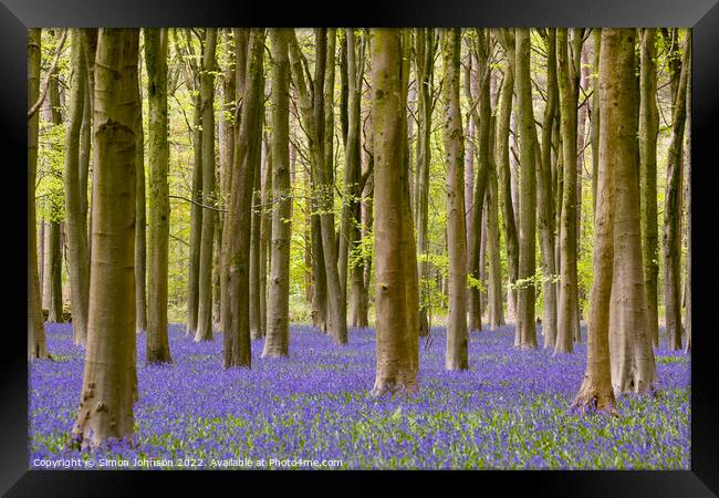 woodland bluebells Framed Print by Simon Johnson