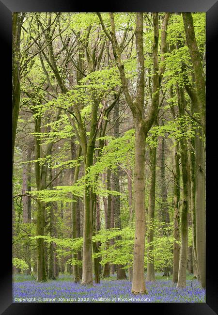 woodland bluebells Framed Print by Simon Johnson