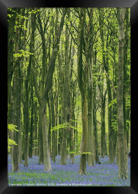 Blkuebell woodland Framed Print by Simon Johnson