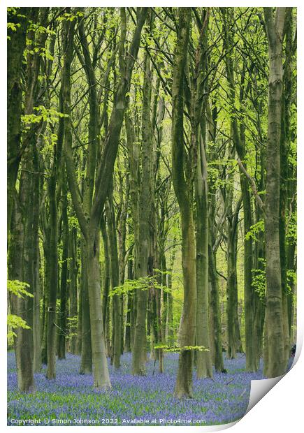 Blkuebell woodland Print by Simon Johnson