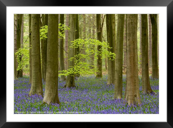 woodland bluebells Framed Mounted Print by Simon Johnson