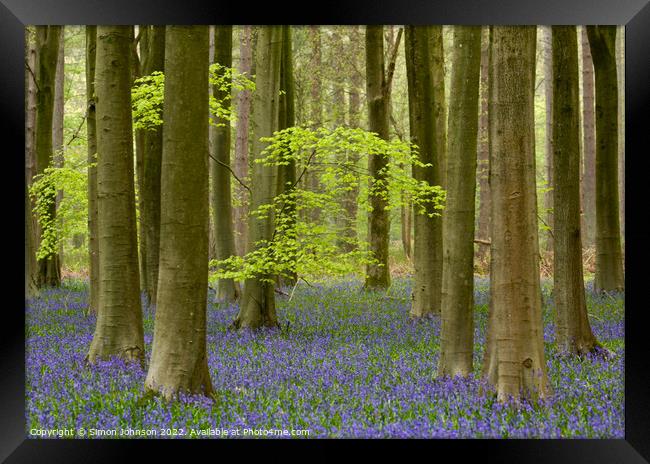 woodland bluebells Framed Print by Simon Johnson