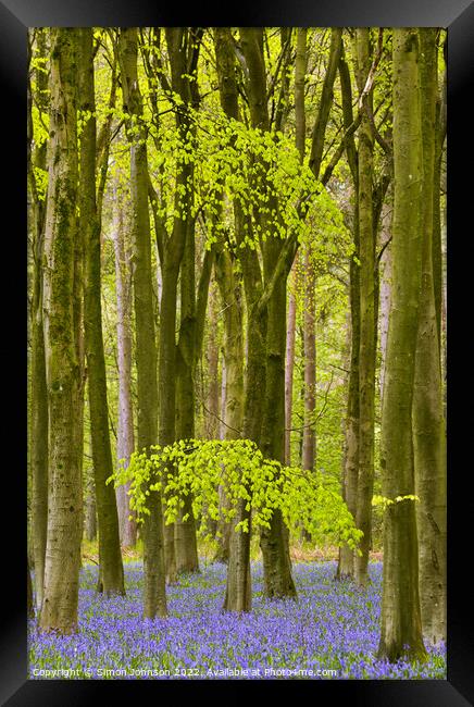 bluebell woodland Framed Print by Simon Johnson