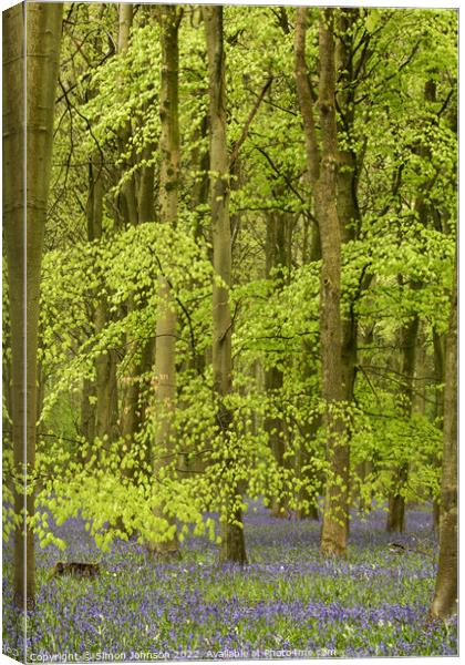 Beech woodland and bluebells Canvas Print by Simon Johnson
