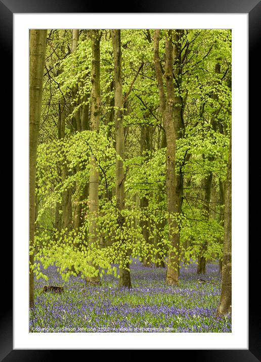 Beech woodland and bluebells Framed Mounted Print by Simon Johnson