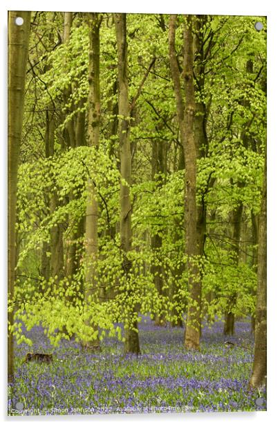 Beech woodland and bluebells Acrylic by Simon Johnson