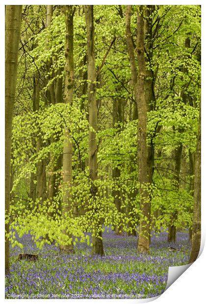 Beech woodland and bluebells Print by Simon Johnson