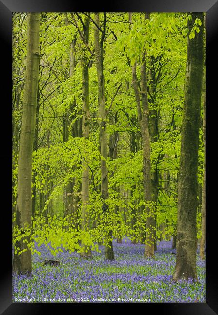 Bluebells Framed Print by Simon Johnson