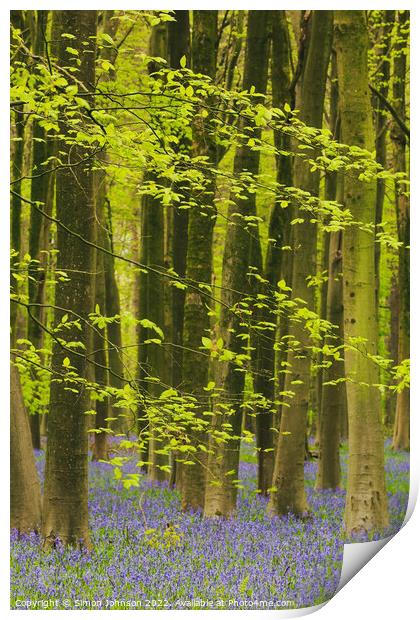 bluebells Print by Simon Johnson