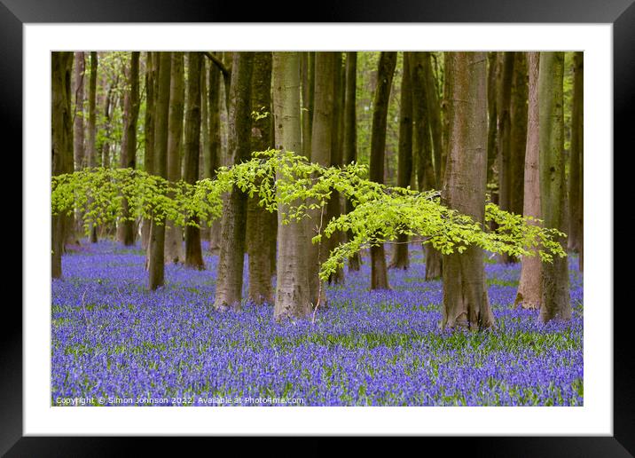 leaves and bluebells Framed Mounted Print by Simon Johnson