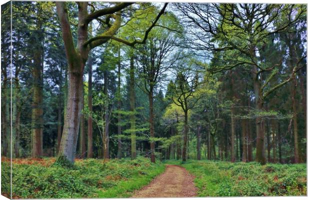 Cotswold Woodland Canvas Print by Susan Snow