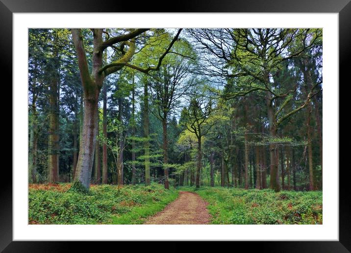 Cotswold Woodland Framed Mounted Print by Susan Snow