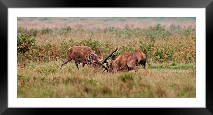 two red deer stags rutting  Framed Mounted Print by Anthony miners