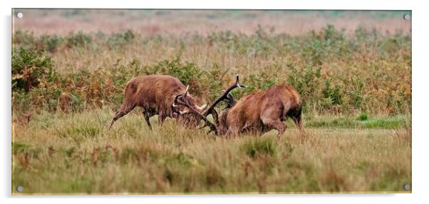 two red deer stags rutting  Acrylic by Anthony miners