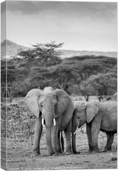 Elephants in the Masai Mara, Kenya Canvas Print by Justin Foulkes