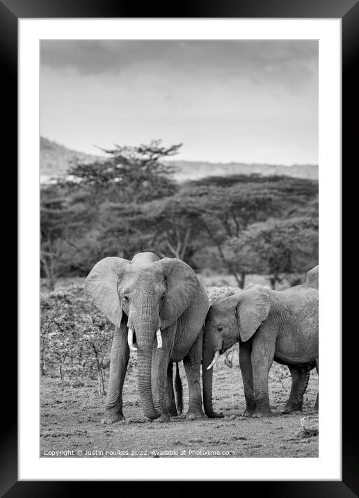 Elephants in the Masai Mara, Kenya Framed Mounted Print by Justin Foulkes