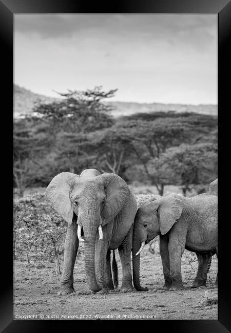 Elephants in the Masai Mara, Kenya Framed Print by Justin Foulkes