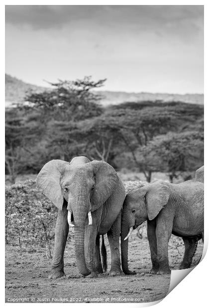 Elephants in the Masai Mara, Kenya Print by Justin Foulkes