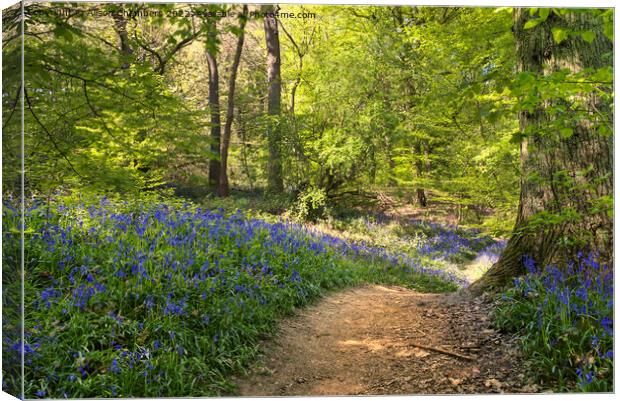 The Winding Bluebell Path, Yorkshire  Canvas Print by Alison Chambers