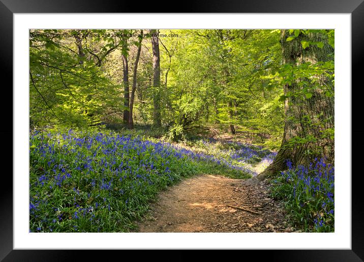 The Winding Bluebell Path, Yorkshire  Framed Mounted Print by Alison Chambers