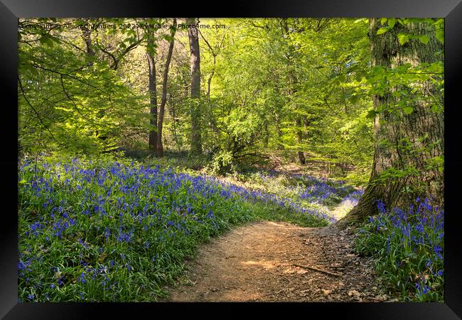 The Winding Bluebell Path, Yorkshire  Framed Print by Alison Chambers