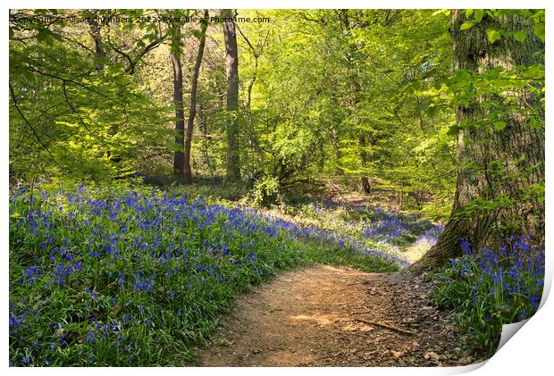 The Winding Bluebell Path, Yorkshire  Print by Alison Chambers