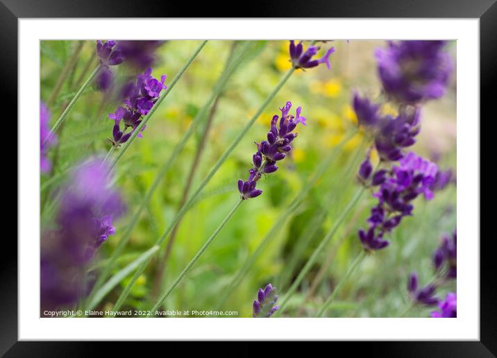Lavender Hidcote close up Framed Mounted Print by Elaine Hayward