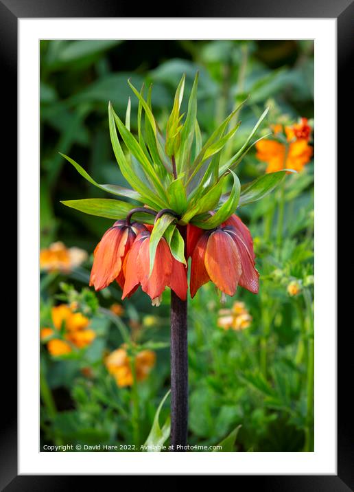  Fritillaria imperialis Framed Mounted Print by David Hare