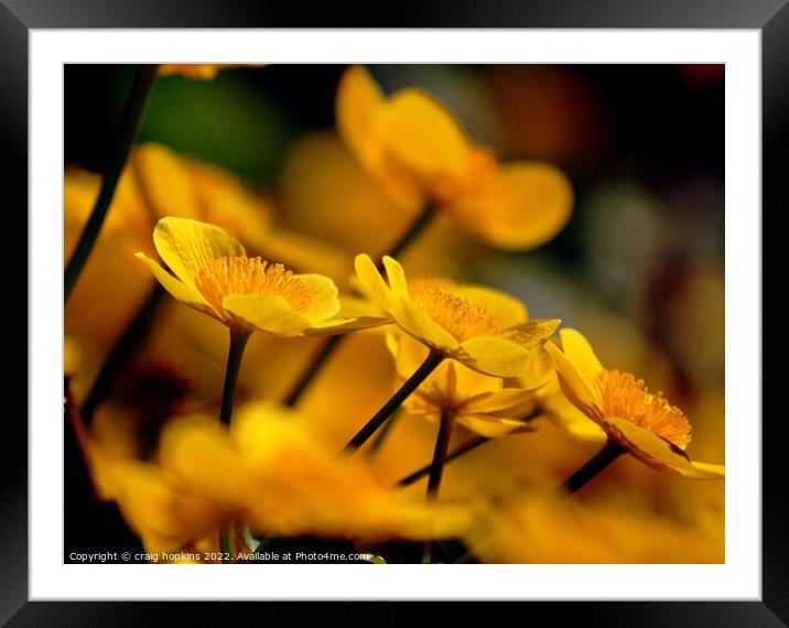 Spring Buttercups Framed Mounted Print by craig hopkins