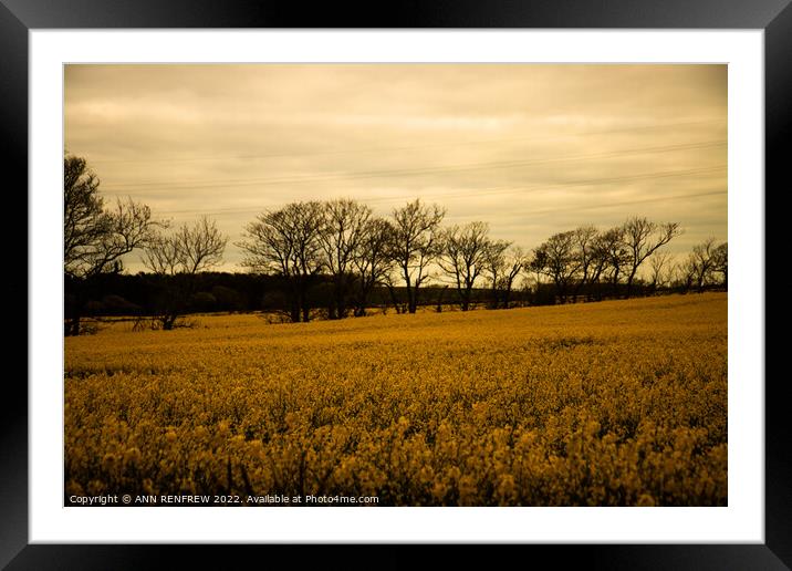 A sea of yellow. Framed Mounted Print by ANN RENFREW