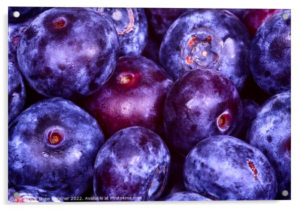 Juicy Blueberries Acrylic by Drew Gardner