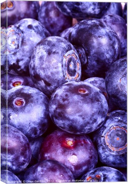 Juicy Blueberries Canvas Print by Drew Gardner