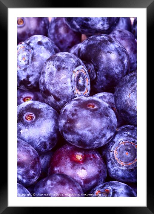 Juicy Blueberries Framed Mounted Print by Drew Gardner