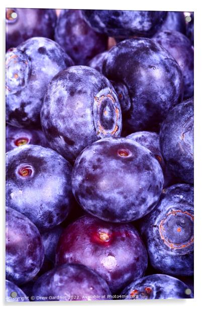Juicy Blueberries Acrylic by Drew Gardner
