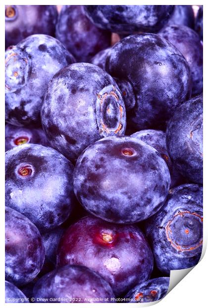 Juicy Blueberries Print by Drew Gardner