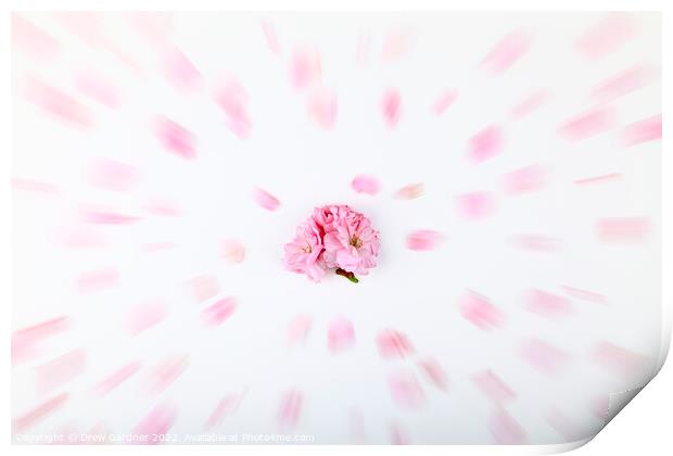 Abstract Tree Blossom Print by Drew Gardner