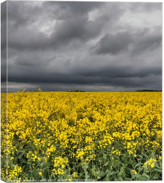 Yellow Rape Field and Sinister Sky Canvas Print by Richard Laidler