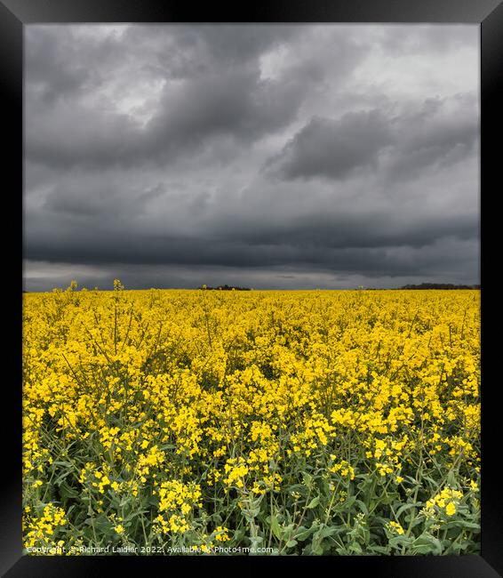 Yellow Rape Field and Sinister Sky Framed Print by Richard Laidler