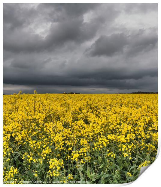 Yellow Rape Field and Sinister Sky Print by Richard Laidler