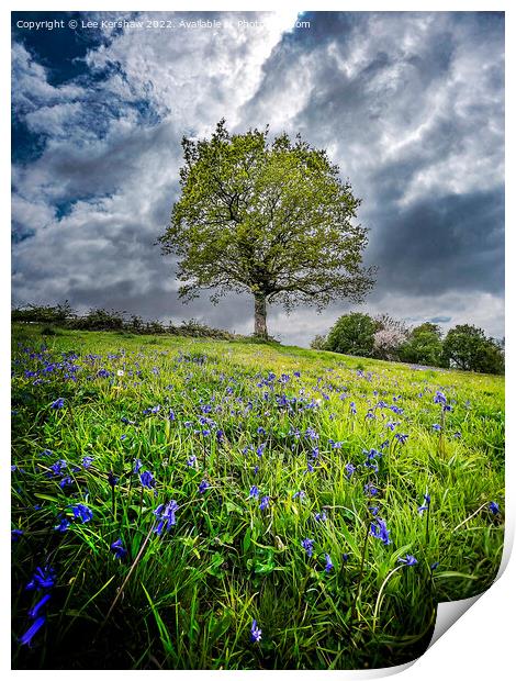 "Serenity in the Valley of Bluebells" Print by Lee Kershaw