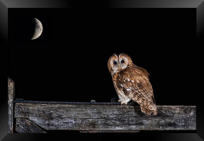 Tawny owl at night Framed Print by Alan Tunnicliffe