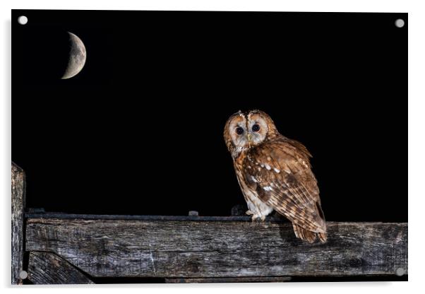 Tawny owl at night Acrylic by Alan Tunnicliffe